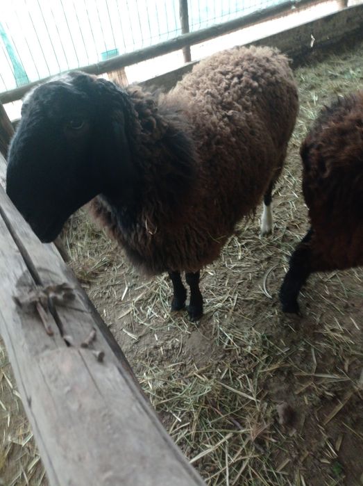 Zotdor qo'y lar sotiladi