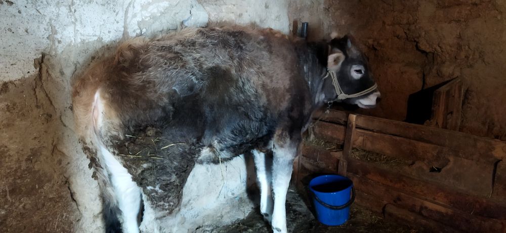 Тайынша сатылады!