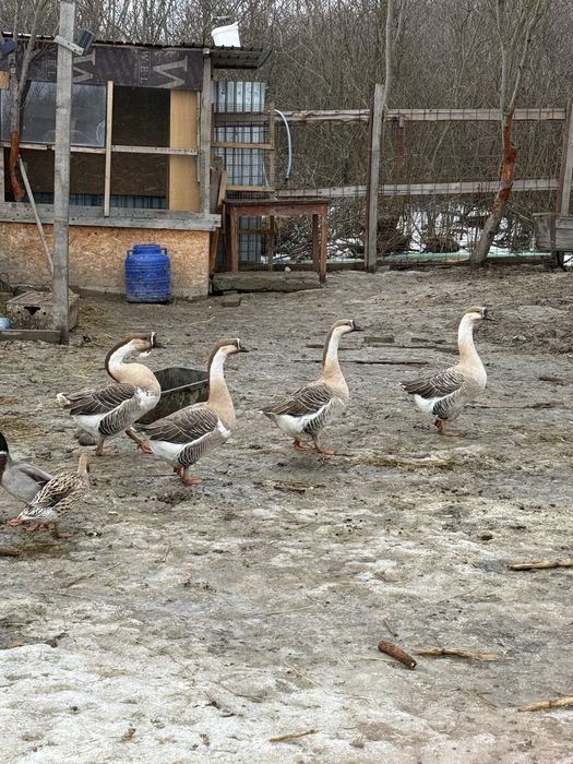 Gaste tinere foarte frumoase