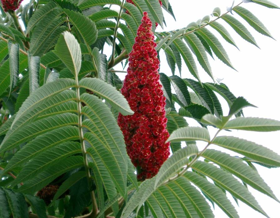 Otetar (Rhis thipina)