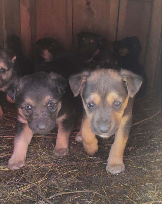 Пристраиваются щенки щенята