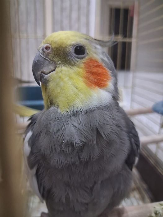 Попугай корелла двое