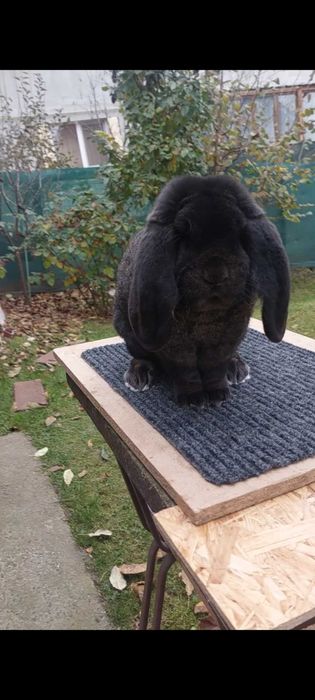 Iepuri Rasa Marele Berbec German