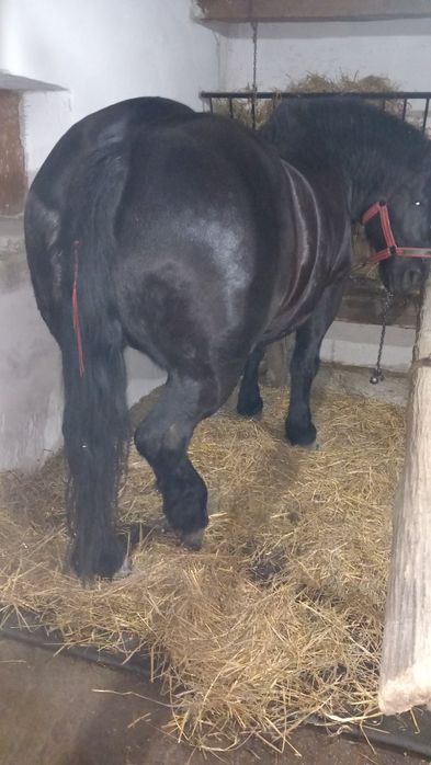 Vînd iapa cu minză de 6 luni