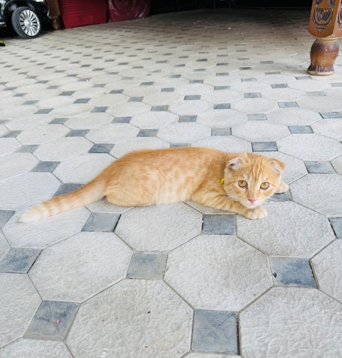 Мушук скотиш фолд 4месяц