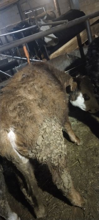 Продам бычок 10 месяцев