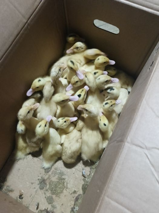 Продам   утки муларди