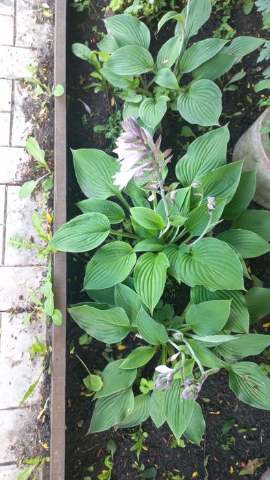 Продам корейские хризантемы