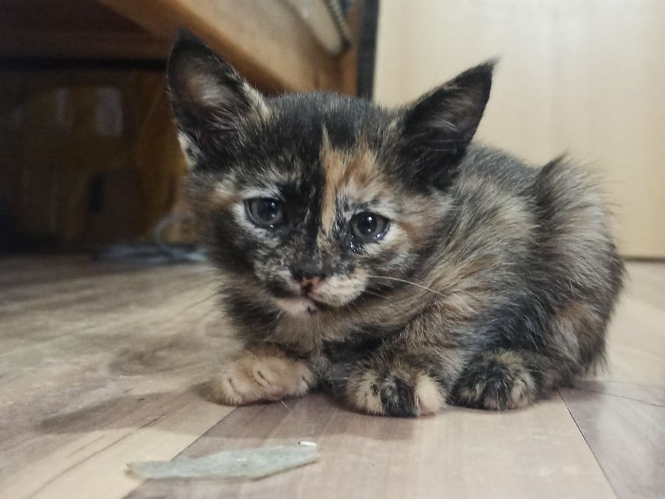 Котята 3 месяца 5шт