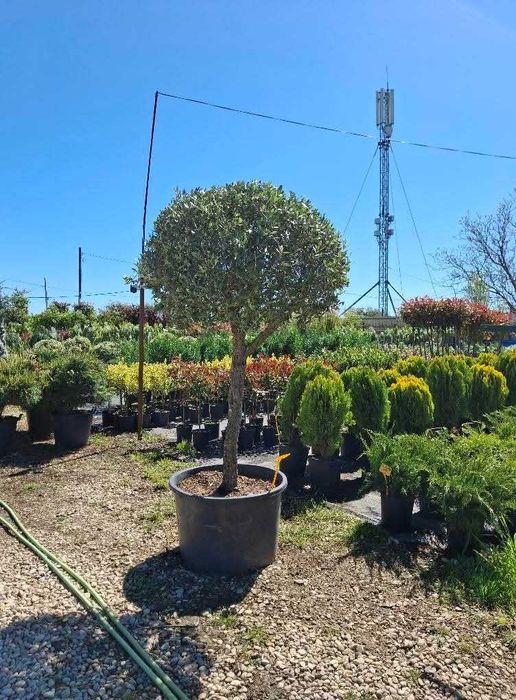 Plante ornamental cedrii si maslini toate la un pret accesibil de toamna iarna primavara
