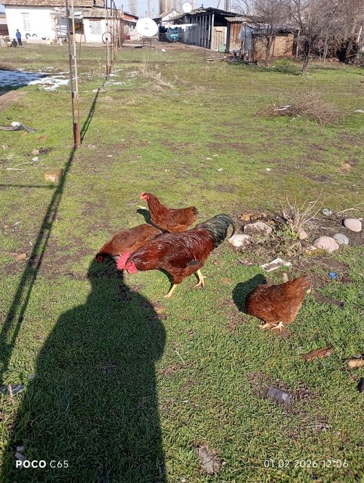 Продаются Оптом Куры Хан Хяп