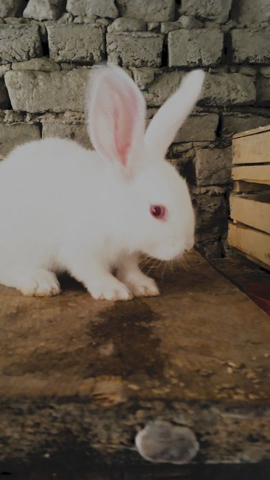 Xikol quyonla 70mindan