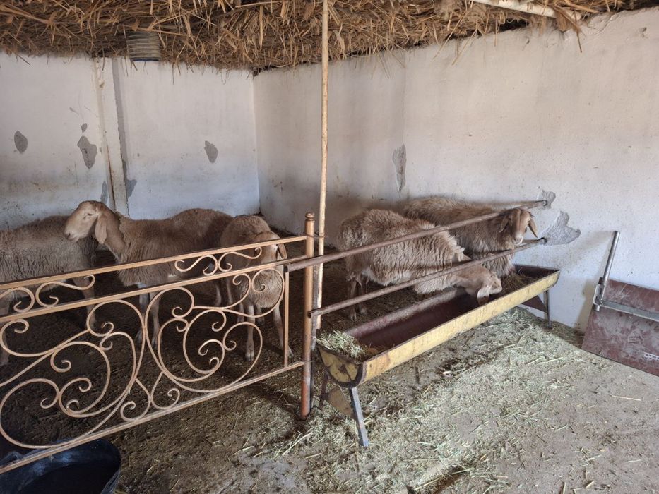 Qo’y srochna sotiladi