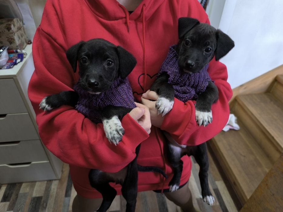 Отдам собак бесплатно