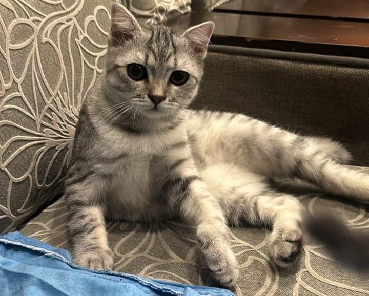 Милые котики ищут дом