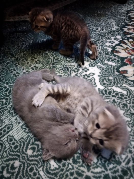 Скоттиш фолд кошечки три девочки один светлый самый мальчик оптом