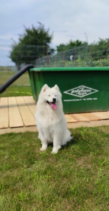 Pensiune canină Bogdan Vodă