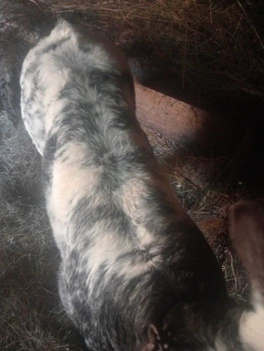 Tauras albastru belgian de 3 săptămâni