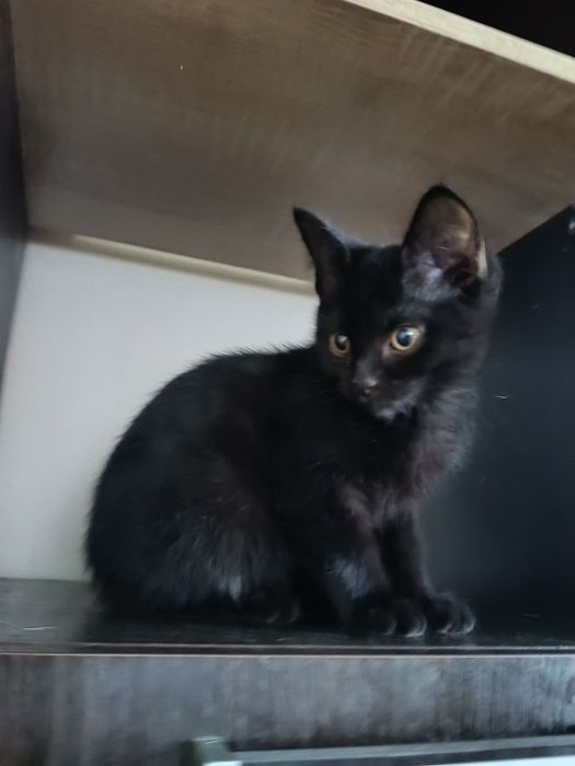 Котёнок девочка 2,5 месяца.