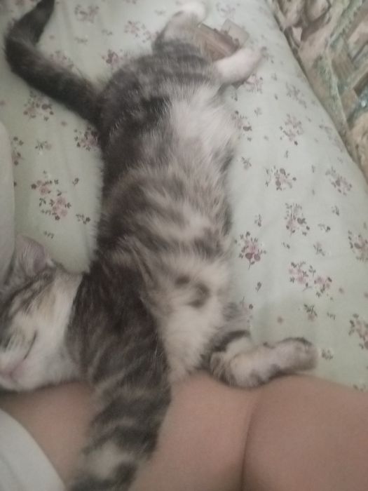 Катёнок днвочка .