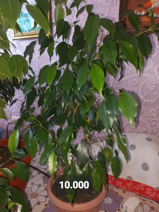 Цветы комнатные .