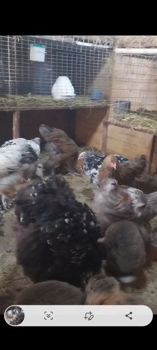 De vânzare gaini tinere brahma și cochinchina uriaș bobat