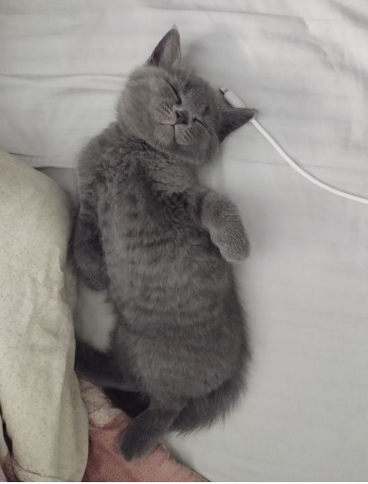 Британские котята