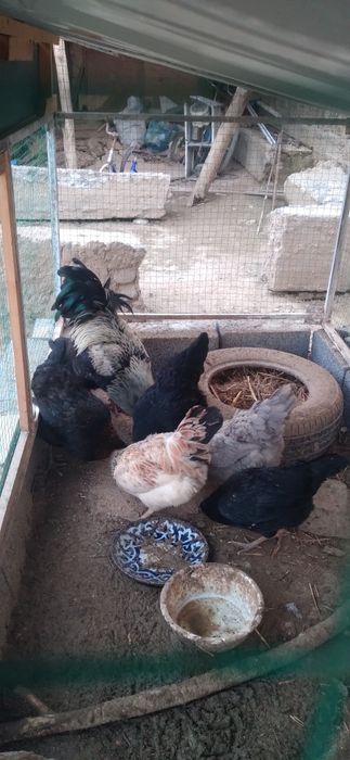 Tovuqlari bilan birga tovuqxona