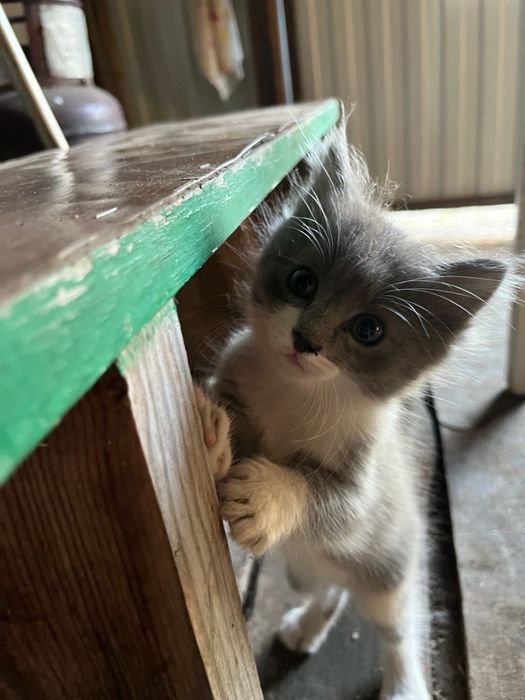 Котята в добрын руки