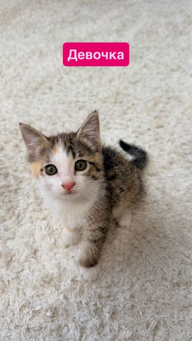 Котята и взрослая кошка