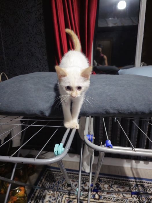 Котёнок белый мальчик в добрые руки