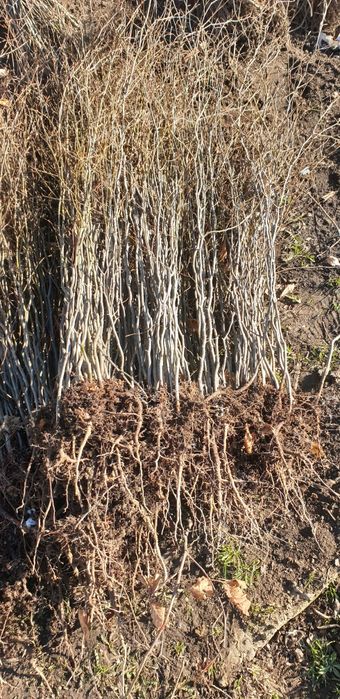 puieți fag carpân plop brad mesteacăn