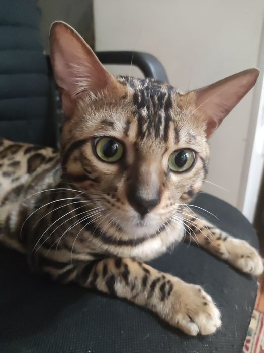 Недорого. Чистокровный, умный бенгал, 2 года.