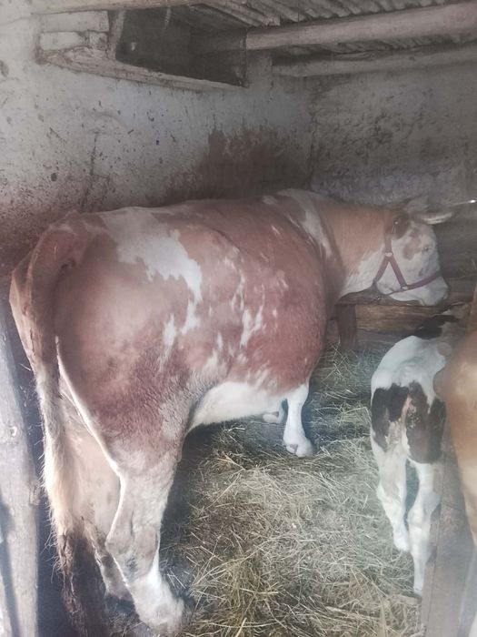 De vânzare vaca cu vitea belgiana