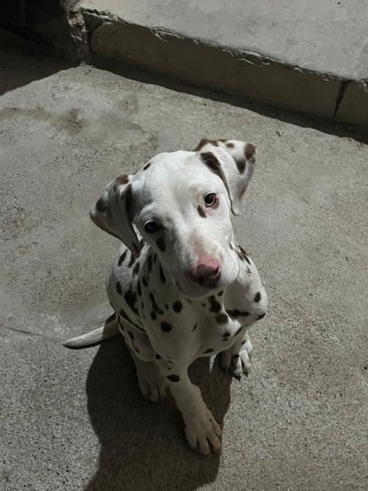 Далматинец күшіктер сатылады