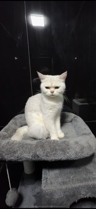 Қиз мушик сотилад. Шиншила.