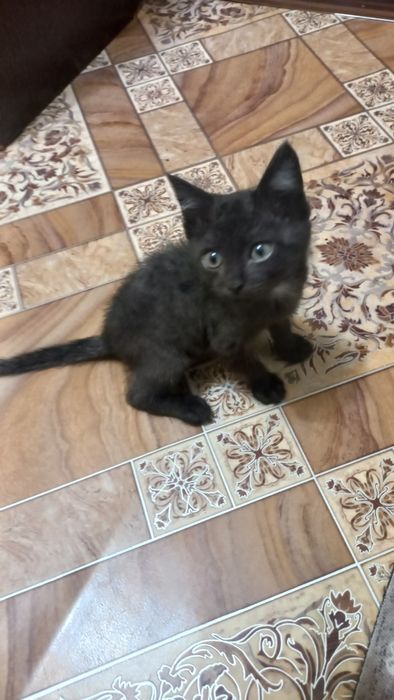 Котенок мальчик в хорошие руки
