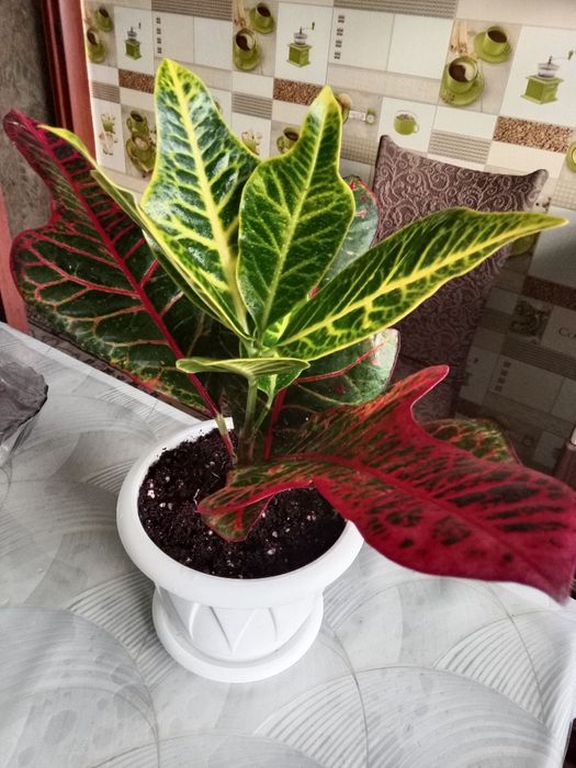 Кротон цветок продам