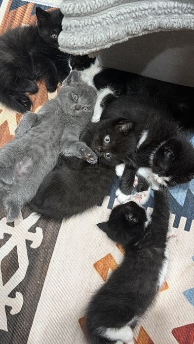 Ищем любящий дом для британских котят