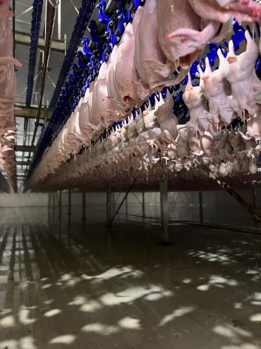 Маточные куры Халал