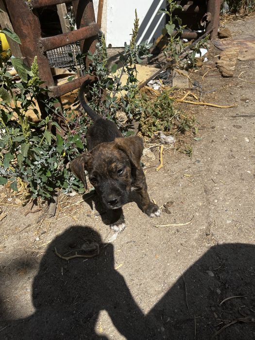 Ofer spre adoptie (american bully)
