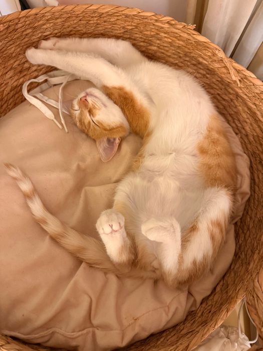 Подарява се коте