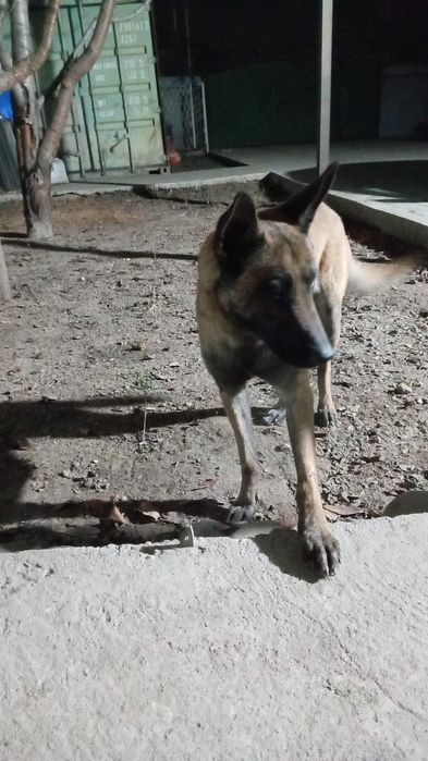 Продам бельгийскую овчарку