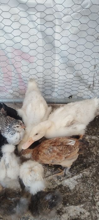 Boboci de rata polară și colorata