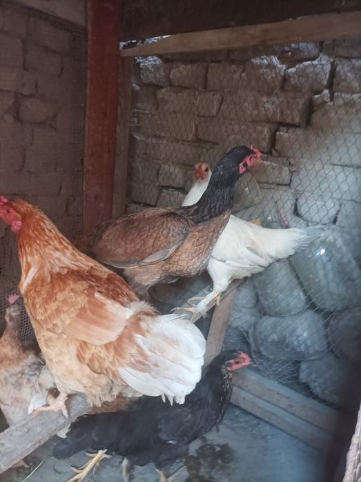 Joydori tovuqlar sotiladi xamasi tug'adi