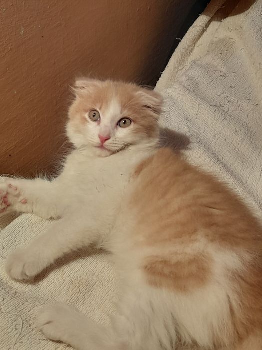 Котенок 9 мес хойленд фолд