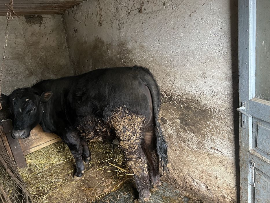 Taur angus Adjud Vrancea