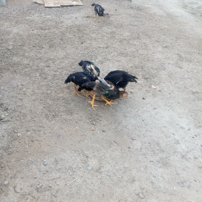 Kulangi.   Jujalar