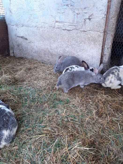 Vand iepuri de casa!!