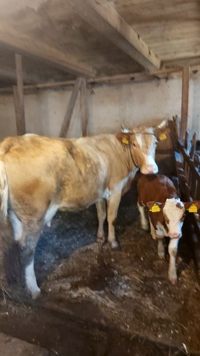 Vaca cu vitea de vanzare